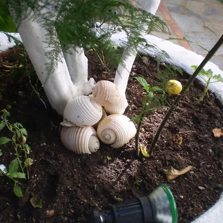 Nopi-zoi Πανσιόν Σκιάθος Πόλη