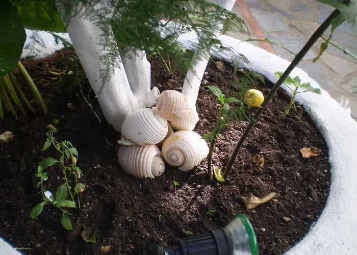 Nopi-zoi Guest house Skiathos Town